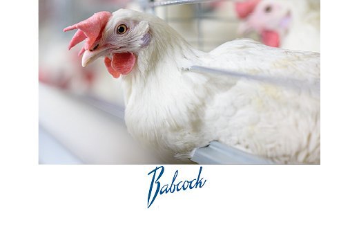 Babcock laying hen breeds.jpg
