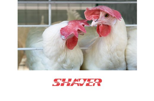 Shaver laying hen breeds.jpg