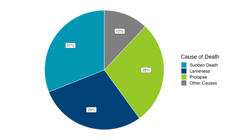 main reported causes of sow mortality