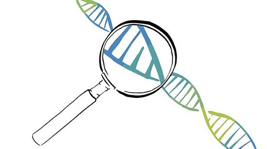 19010186_HENDRIX_GENETICS_animal_genetics_vs_gene_modification_video_no_helix_598x308[11].jpg