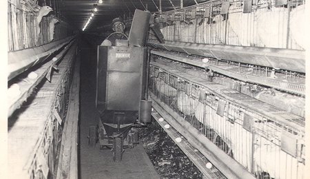 1960's feeding turkeys