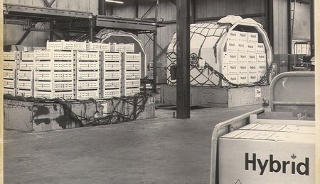 1974 hybrid shipment