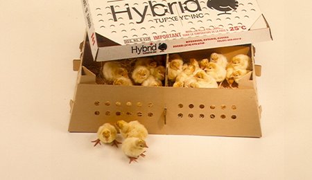1980's poults in hybrid box