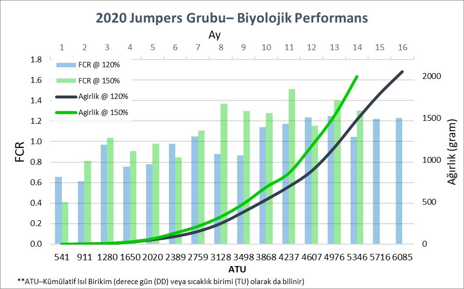 2020 Jumper (TR).jpg