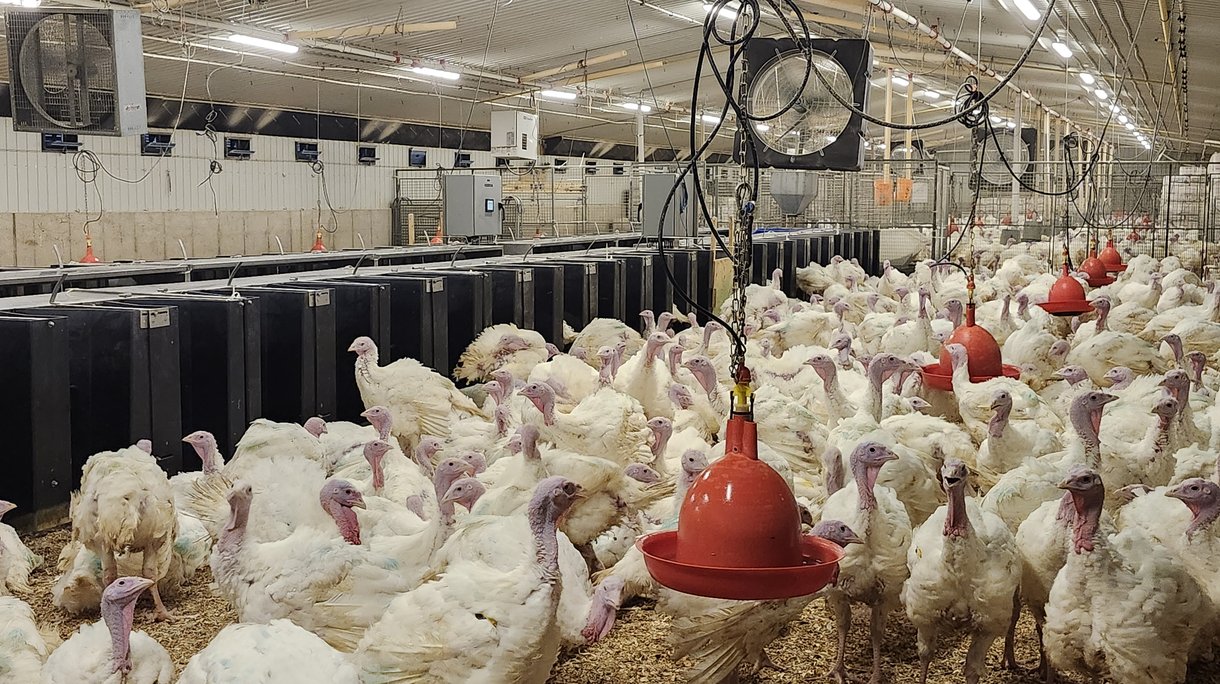 Feed stations turkeys