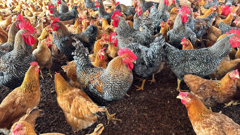 Congo Poultry: A new chapter in African poultry development