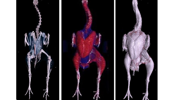 bone muscle body scan turkey 34 week