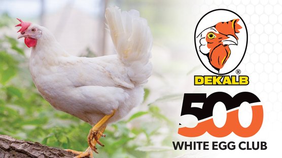 Congratulations to the latest members of the Dekalb White 500 Club!