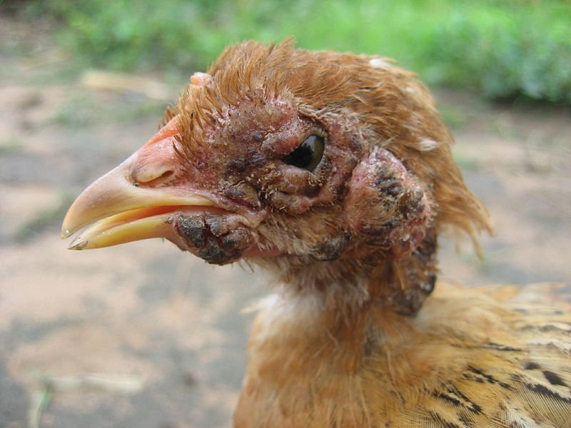 Fowlpox in Poultry