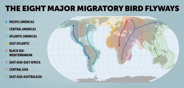 8 Major Migratory Bird Flyways.jpg