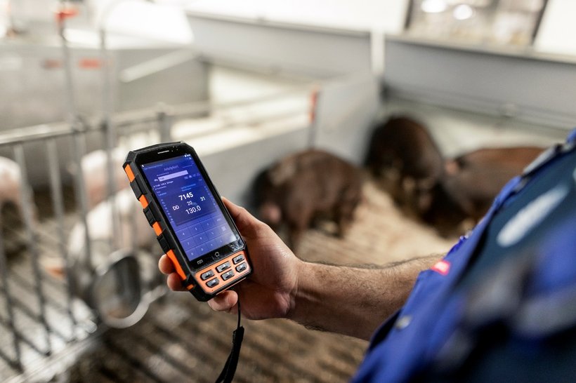 AI in Pig Production and More Robust Sows: What the Future of Pig Breeding Looks Like