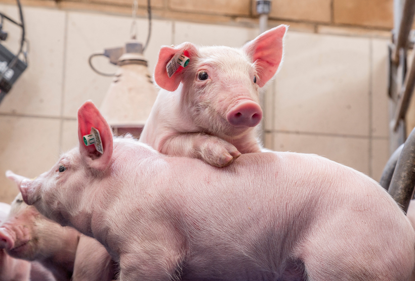 Advancing Precision Breeding Through Rapid Phenotyping Technology