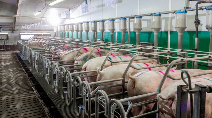 How to achieve reproductive success with Hypor gilts and sows