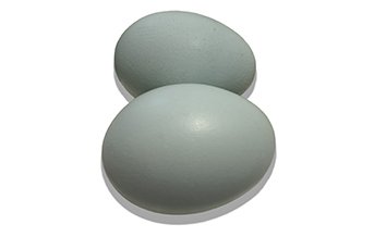Azur blue eggs.jpg
