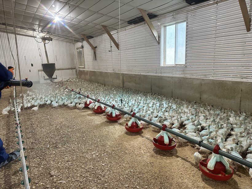 Guest Feature: aMPV Spray Vaccination Checklist