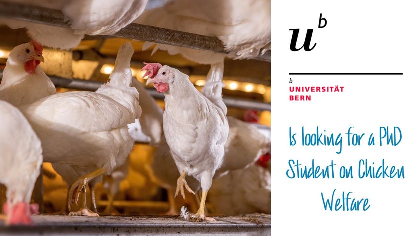 The University of Bern is looking for a PhD candidate on chicken welfare