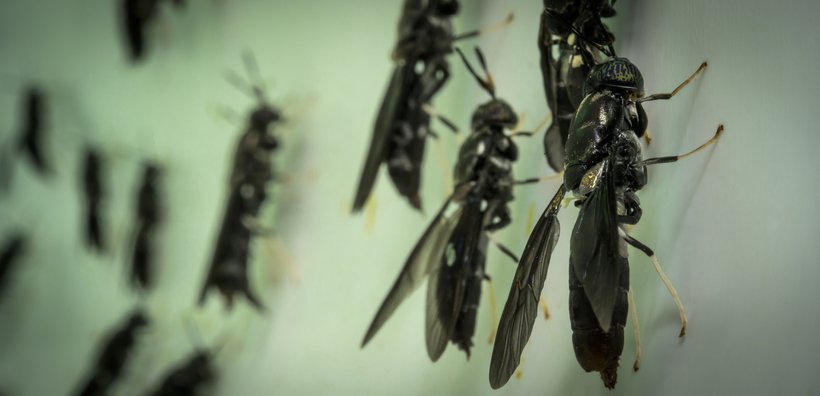 Latest insect research published: Major genetic progress achieved