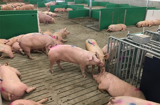 Bon Accord arrival pigs 2
