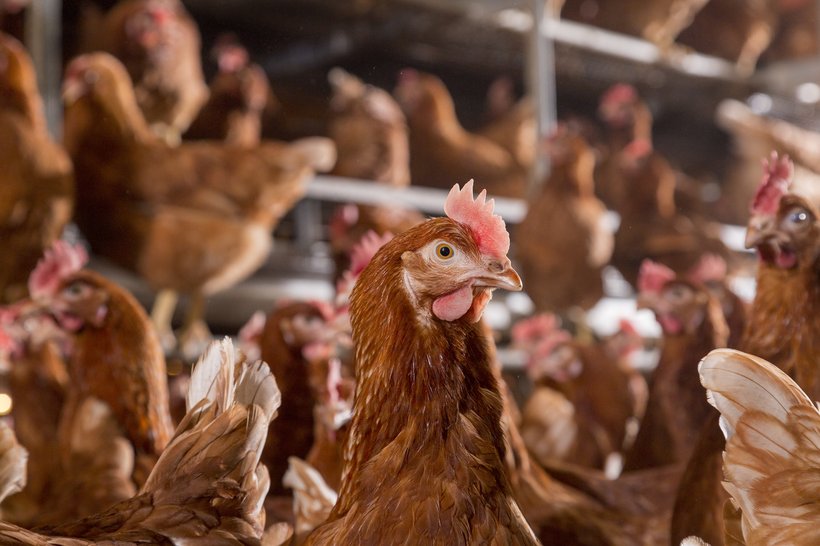 Ensuring Flock Performance, Health and Livability Through a Multifactorial Approach