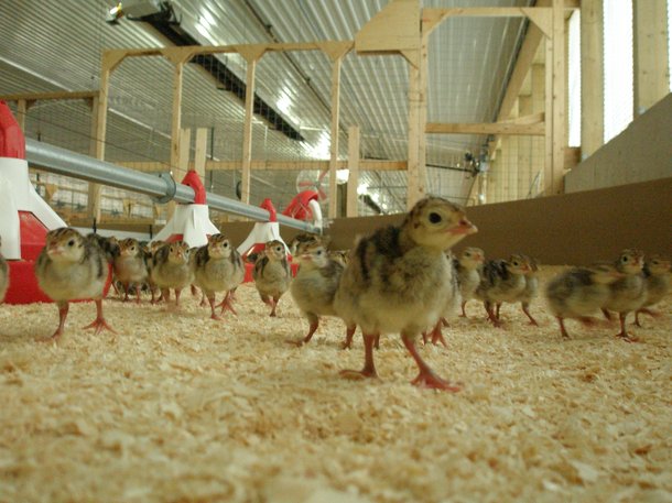Orlopp poults in barn