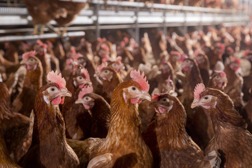 Biosecurity at the poultry farm: a basic tool to ensure poultry health and welfare