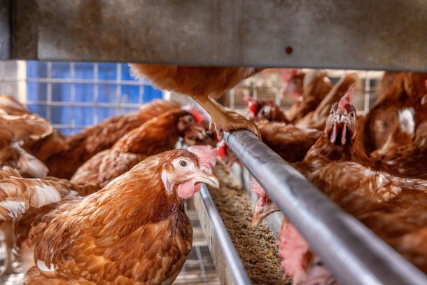 Brown hen nutrition