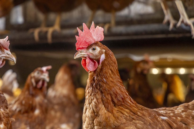 Best Practices for Managing Laying Hens with Intact Beaks in Commercial Egg Production