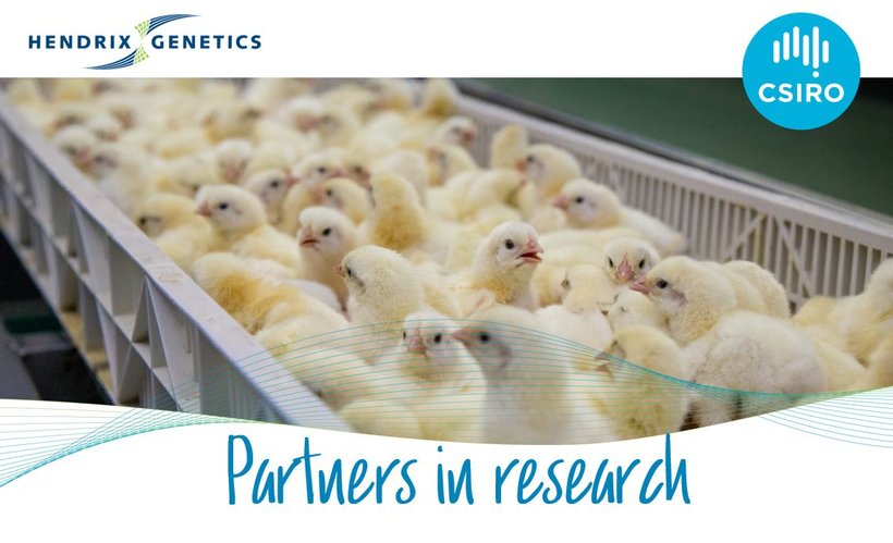 New partnership to study innovative sex sorting technology for the egg laying industry
