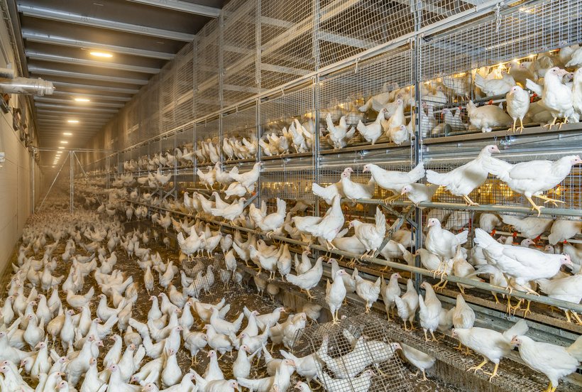 Insights in Cage-Free: When is the right time to open the aviary on the rearing farm?