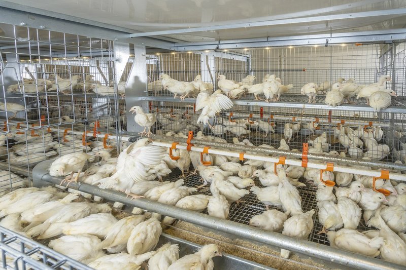 Cage free aviary rearing 2