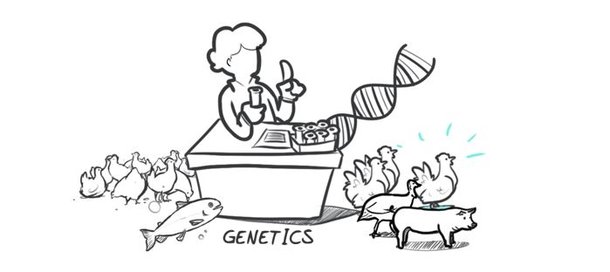 Hypor Drawing genetics