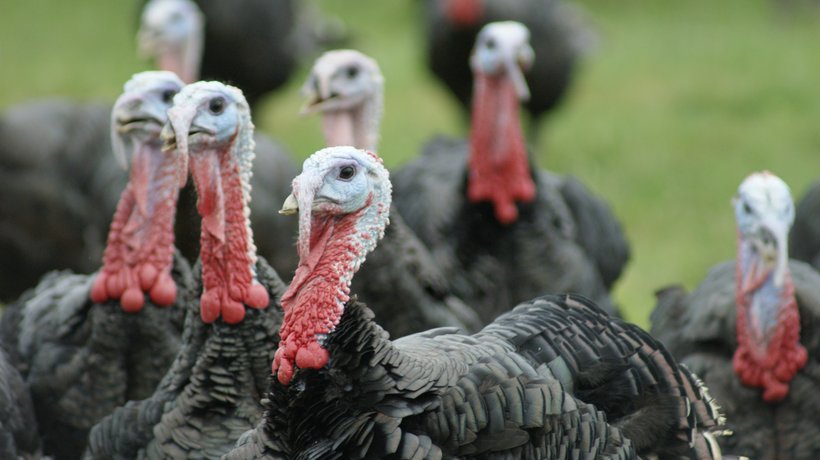Descubra las cepas especializadas de Hybrid Turkeys