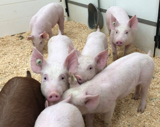 The Alliance to End Surgical Castration of Swine Announces Precision Breeding Successes