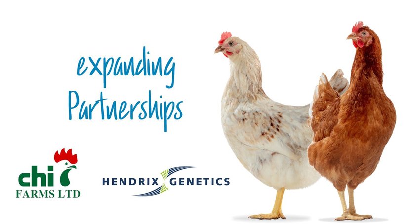 Hendrix Genetics and Chi Farms are expanding their partnership