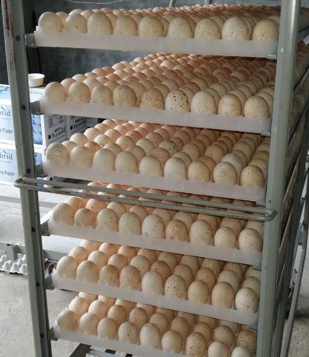 trays of eggs