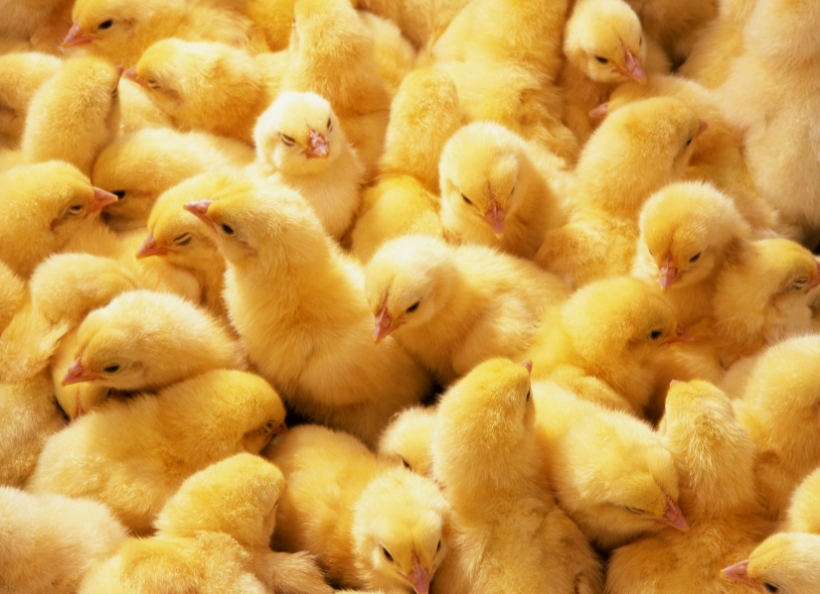 Congratulations to Jade Said – Our New Internal Sales Manager