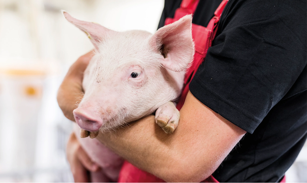 Danish Genetics Piglet