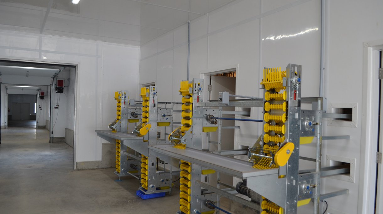 maple lane egg collection