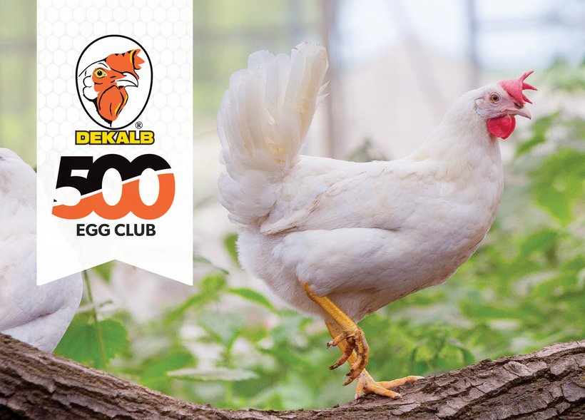 The Dekalb White Layer Hen - 500 Egg Club
