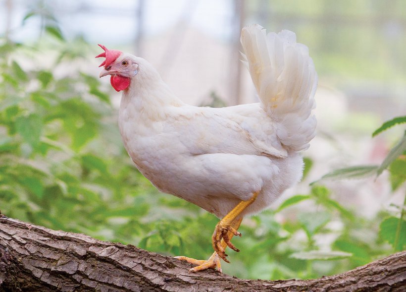 Is the Dekalb White the most sustainable laying hen in the world?