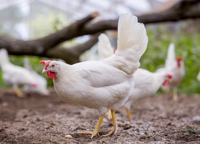 Dekalb White A Proven Track Record In UK Free Range Joiceandhill