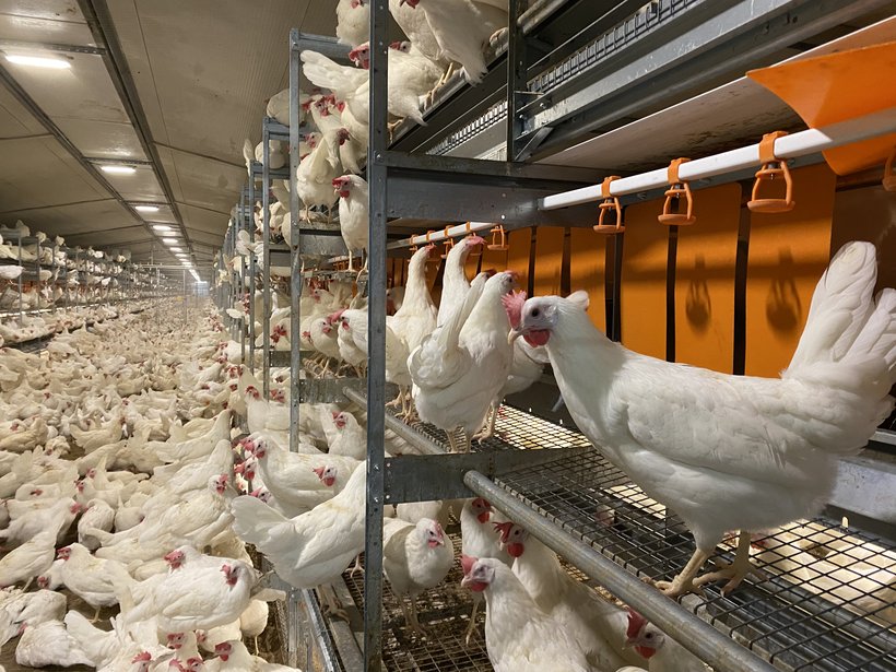 The perfect start for your flock of laying hens: guidance to optimize gut health