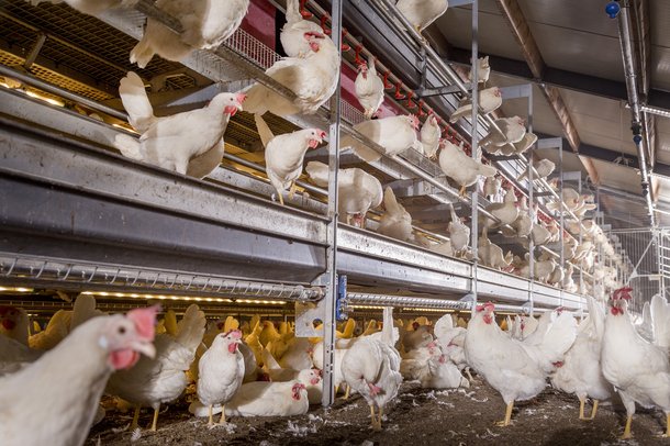 Dekalb White aviary Ospel 4286