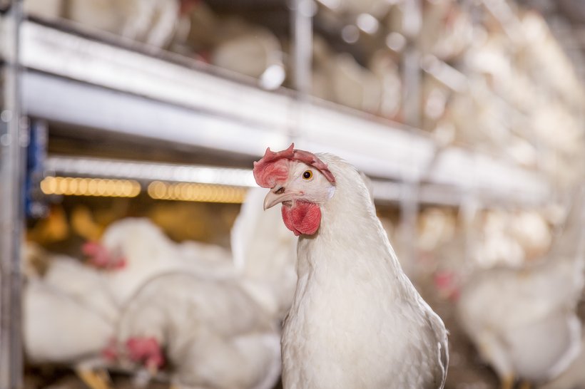 E coli in laying hens