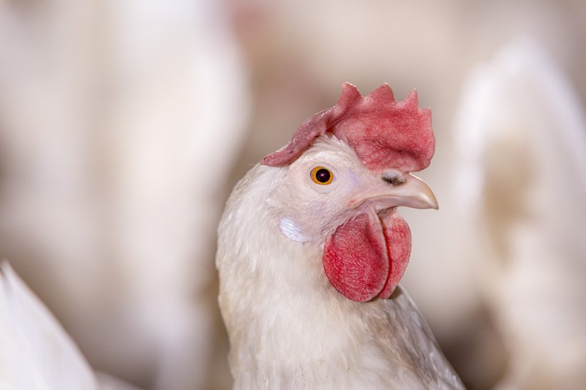 Ensuring Flock Performance, Health and Livability Through a Multifactorial Approach