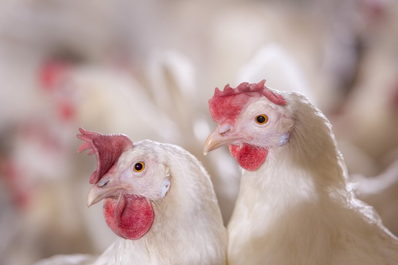 "Laying Hen Management: End-of-Cycle Considerations"