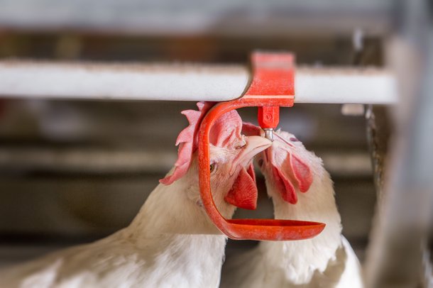 Dekalb White aviary Ospel 4458