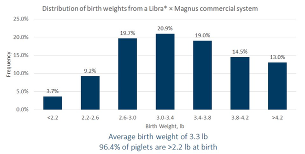 Distribution of birth weight from a Libra to Magnus commercial system