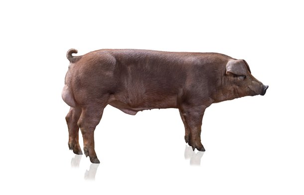 Duroc Hendrix Genetics Swine 3829 1