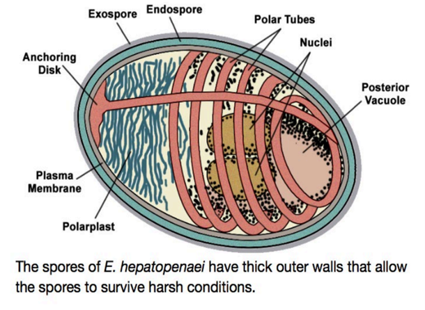 EHP diagram